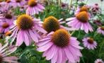 Bio zaden Echinacea purpurea Zonnehoed, Verzenden, Voorjaar, Volle zon, Zaad