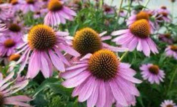 Bio zaden Echinacea purpurea Zonnehoed beschikbaar voor biedingen
