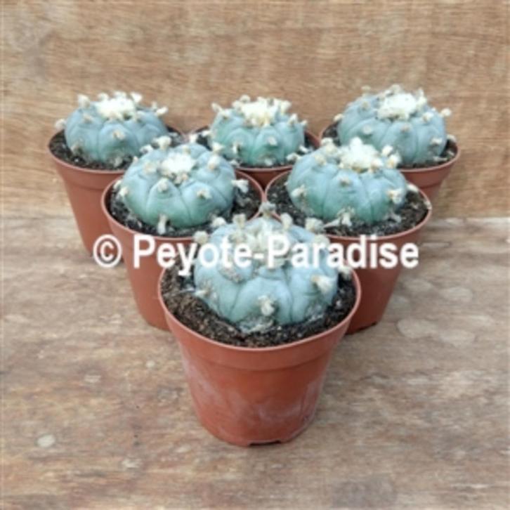 Peyote minstens 12 jaar oud - Lophophora williamsii, Huis en Inrichting, Kamerplanten, Cactus, Minder dan 100 cm, Bloeiende kamerplant