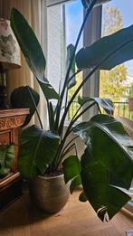 Strelitzia Nicolai (Paradijsvogelplant) met Gouden Pot, Tuin en Terras, Ophalen, Vaste plant, Halfschaduw