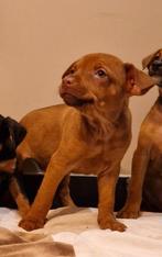 puppy hond te koop, dwergpinscher, Dieren en Toebehoren, Parvo, België, Particulier, Overige rassen