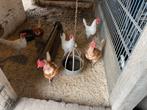 7. Barneveldse  hennen, Dieren en Toebehoren, Vrouwelijk, Kip