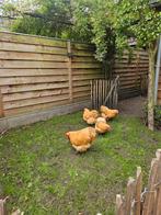Broedeieren Orpington, Dieren en Toebehoren, Pluimvee, Meerdere dieren, Kip