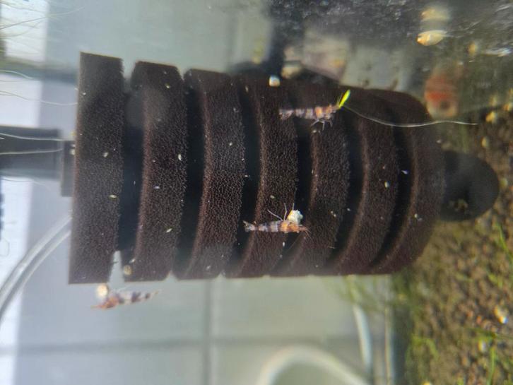 Garnalen mix zelf samenstellen allerlei kleuren, Dieren en Toebehoren, Vissen | Aquariumvissen, Kreeft, Krab of Garnaal