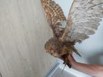 Uil, Dieren en Toebehoren, Mannelijk, Roofvogel