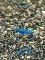 Blue Velvet Garnalen, Dieren en Toebehoren, Vissen | Aquariumvissen, Kreeft, Krab of Garnaal