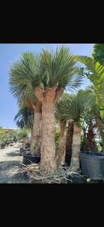 Yucca Rostrata XXL, Volle zon, Vaste plant, Zomer, Ophalen