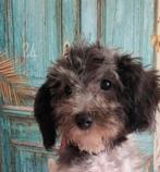 Harlekijn (grijs/zwart wit) toy poedel pupje, reu️, Dieren en Toebehoren, Honden | Chihuahua's en Gezelschapshonden, Poedel, Reu