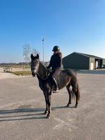 Te koop: 5 jarige D pony meerie, Merrie