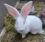 3 schitterende jonge 7-7 Duitse reus ! reuzen 1 man 2 vrouw, Meerdere dieren, Groot, 0 tot 2 jaar