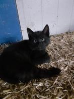 Boerderij kittens, Dieren en Toebehoren, Meerdere dieren