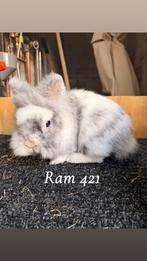 Leeuwenkop dwergkonijn, Meerdere dieren, Dwerg, 0 tot 2 jaar