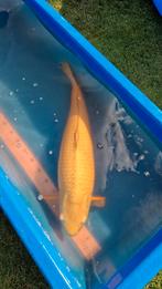 Karashigoi Koi 70CM, Dieren en Toebehoren, Vissen | Vijvervissen, Karper of Koi
