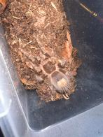 Grammostola Pulchripes, Dieren en Toebehoren, Insecten en Spinnen, Overige soorten