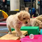 Pocket Peruvian doodle pups, Dieren en Toebehoren, CDV (hondenziekte), Meerdere, 8 tot 15 weken, Meerdere dieren