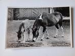 Rhenen Ouwehand's Dierenpark Pony met Veulen, Ophalen of Verzenden, 1940 tot 1960, Ongelopen, Utrecht