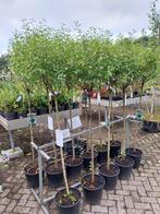 Prunus bolvorm op stam, sierkers, Tuin en Terras, Ophalen, Zomer, Volle zon