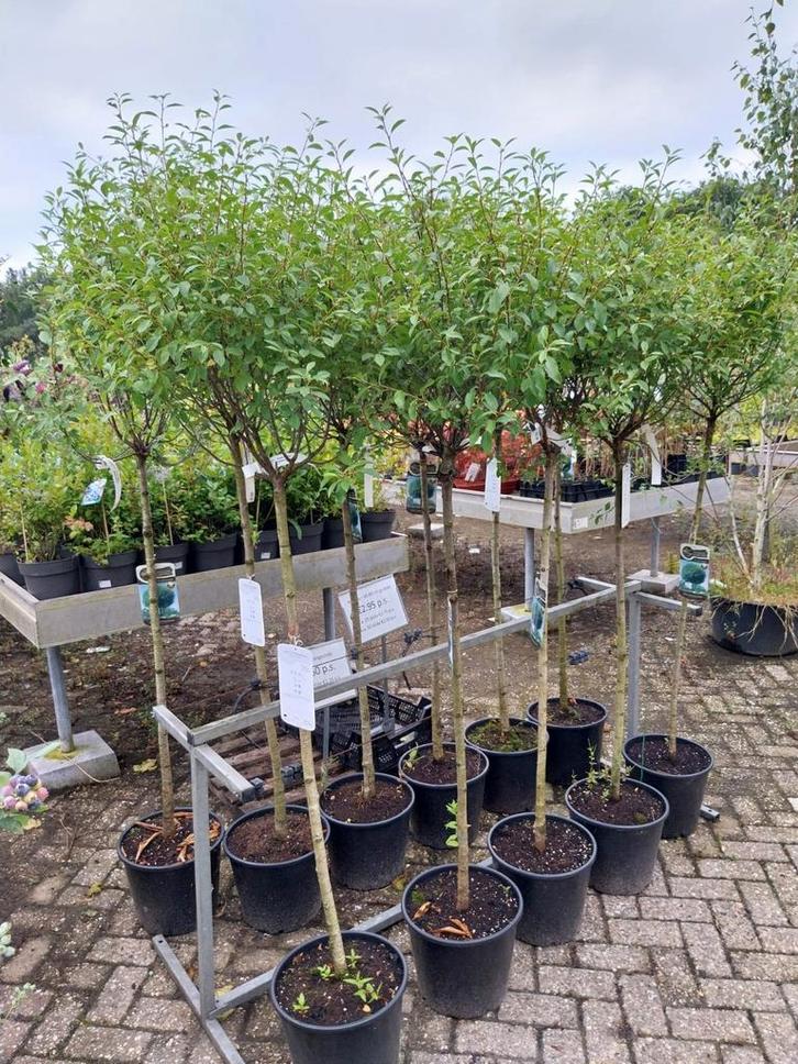 Prunus bolvorm op stam, sierkers, Tuin en Terras, Planten | Bomen, Volle zon, Zomer, Ophalen