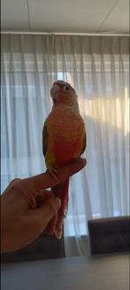Super tamme pyrrhura's, Dieren en Toebehoren, Vogels | Hokken en Kooien, Ophalen, Zo goed als nieuw