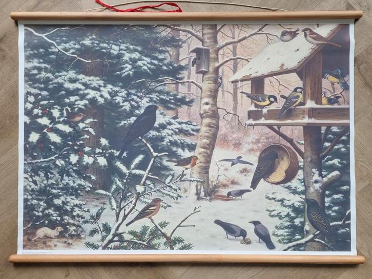 Mooie canvas schoolplaat vogels in bos Noordhoff uitgevers, Antiek en Kunst, Antiek | Schoolplaten, Natuur en Biologie, Ophalen of Verzenden
