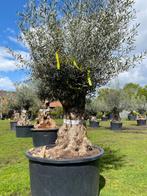Prachtige mediteraanse olijfboom/stoere stam en volle kruin, In pot, Olijfboom, Zomer, Volle zon