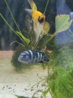 4 zebra chicliden, Dieren en Toebehoren, Vis