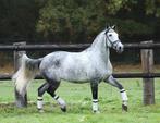 Leuke 6 jarige pre andalusier cruzado ruin, Dieren en Toebehoren, Paarden, Ruin, 3 tot 6 jaar, L, Gechipt
