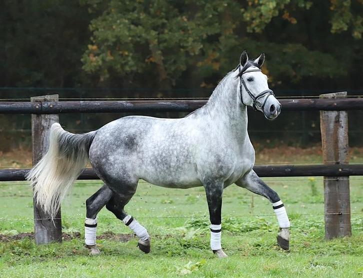 Leuke 6 jarige pre andalusier cruzado ruin, Dieren en Toebehoren, Paarden, Ruin, L, 160 tot 165 cm, 3 tot 6 jaar, Recreatiepaard