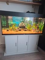 Aquarium met kast en vissen, Ophalen, Zo goed als nieuw, Gevuld zoetwateraquarium