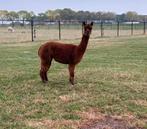 Drachtige alpaca merrie te koop, Dieren en Toebehoren, Overige Dieren, Mei, Vrouwelijk