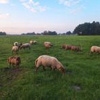 4 Coburger Fuchs rammen, Mannelijk, Schaap