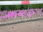 Colchicums, Tuin en Terras, Bloembollen en Zaden, Ophalen of Verzenden, Najaar, Volle zon, Bloembol