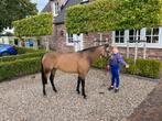 Mooie B pony, Dressuurpony, 3 tot 6 jaar, B pony (1.17m tot 1.27m), Onbeleerd