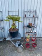 Hele mooie palmboom, 100 tot 250 cm, Zomer, Palmboom, Ophalen