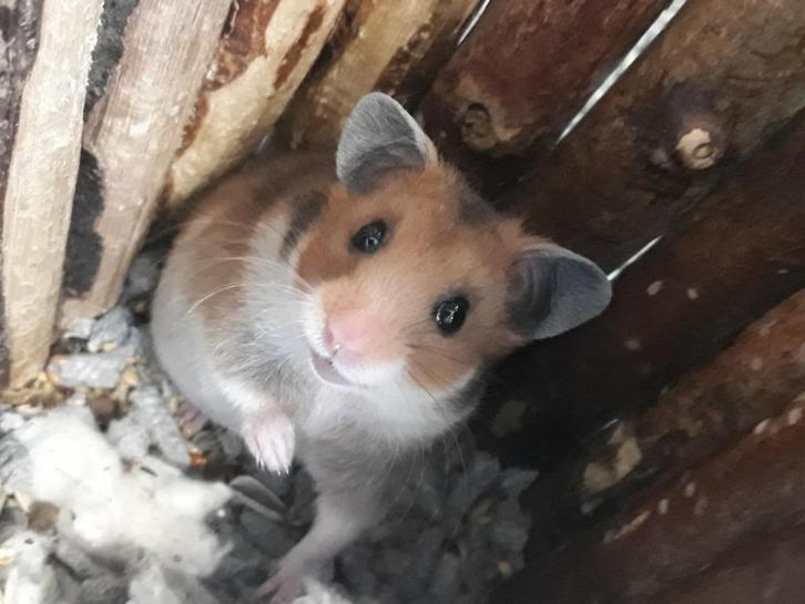 Tamme Goudhamsters & Dwerghamsters, Dieren en Toebehoren, Knaagdieren, Meerdere dieren, Hamster, September, Tam