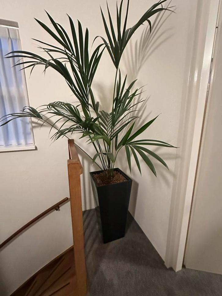 Grote Areca Palm met Zwart Glanzende Pot, Huis en Inrichting, Kamerplanten, Palm, 200 cm of meer, Groene kamerplant, Halfschaduw
