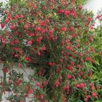 Crinodendron hookerianum Chileense lantaarnstruik rode bloem, Overige soorten, Volle zon, Vaste plant, Ophalen of Verzenden