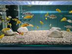 Labidochromis Caeruleus Yellow Malawi Cichliden, Vis, Zoetwatervis