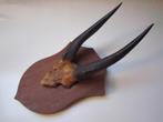 Jachttrofee bosbok hoorns vintage, Ophalen of Verzenden, Gebruikt, Wild dier, Gewei of Kop