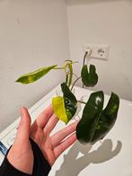 Philodendron Burle Marx Variegata Kopstek, Huis en Inrichting, Kamerplanten, Overige soorten, In pot, Minder dan 100 cm, Groene kamerplant