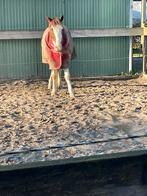 Stalling gezocht, Dieren en Toebehoren, Stalling en Weidegang, Weidegang