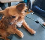 Gezocht oppas voor Chiuchua in de buurt van Sittard, Dieren en Toebehoren, Ophalen of Verzenden