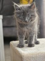 Noorse boskat x Maine coon kitten te koop, Kater, 0 tot 2 jaar