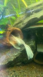 Kweekgroep ancsitrus snow white longfin, Dieren en Toebehoren, Vissen | Aquariumvissen, Vis, Zoetwatervis, Schoolvis