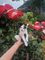Super lief kitten zwart wit zoekt de allerliefste baas, Poes, Kortharig, 0 tot 2 jaar