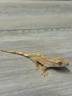 Wimper gekko - crested gecko, Dieren en Toebehoren, Reptielen en Amfibieën, Hagedis, Tam, 0 tot 2 jaar
