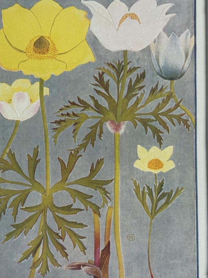 1910 Alpenplantjes Anemonen (sulfurea en Alpina), Antiek en Kunst, Kunst | Litho's en Zeefdrukken, Ophalen of Verzenden