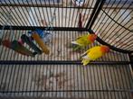 3 vogels inclusief accessoires en ruime kooi, Dieren en Toebehoren, Vogels | Parkieten en Papegaaien, Meerdere dieren, Parkiet