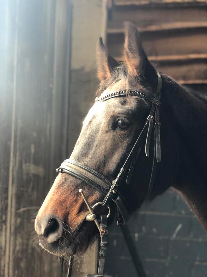 Allround paard springen/eventing, Dieren en Toebehoren, Paarden, Merrie, 3 tot 6 jaar, Springpaard