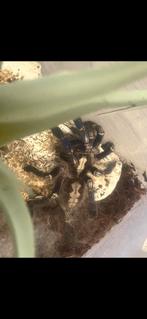 Poecilotheria metallica, Dieren en Toebehoren, Spin of Schorpioen